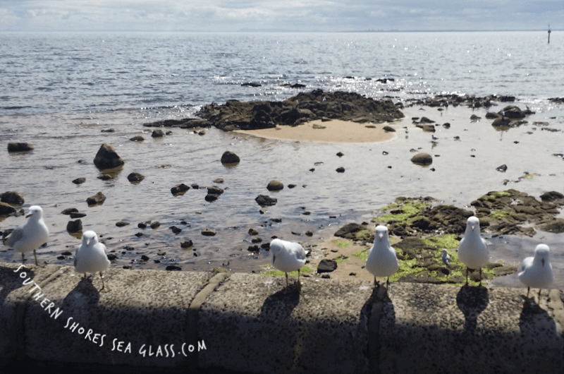 olivers hill carpark sea gulls frankston